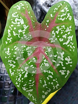CaladiumÃ¢â¬â¹ bicolorÃ¢â¬â¹ PlantsÃ¢â¬â¹